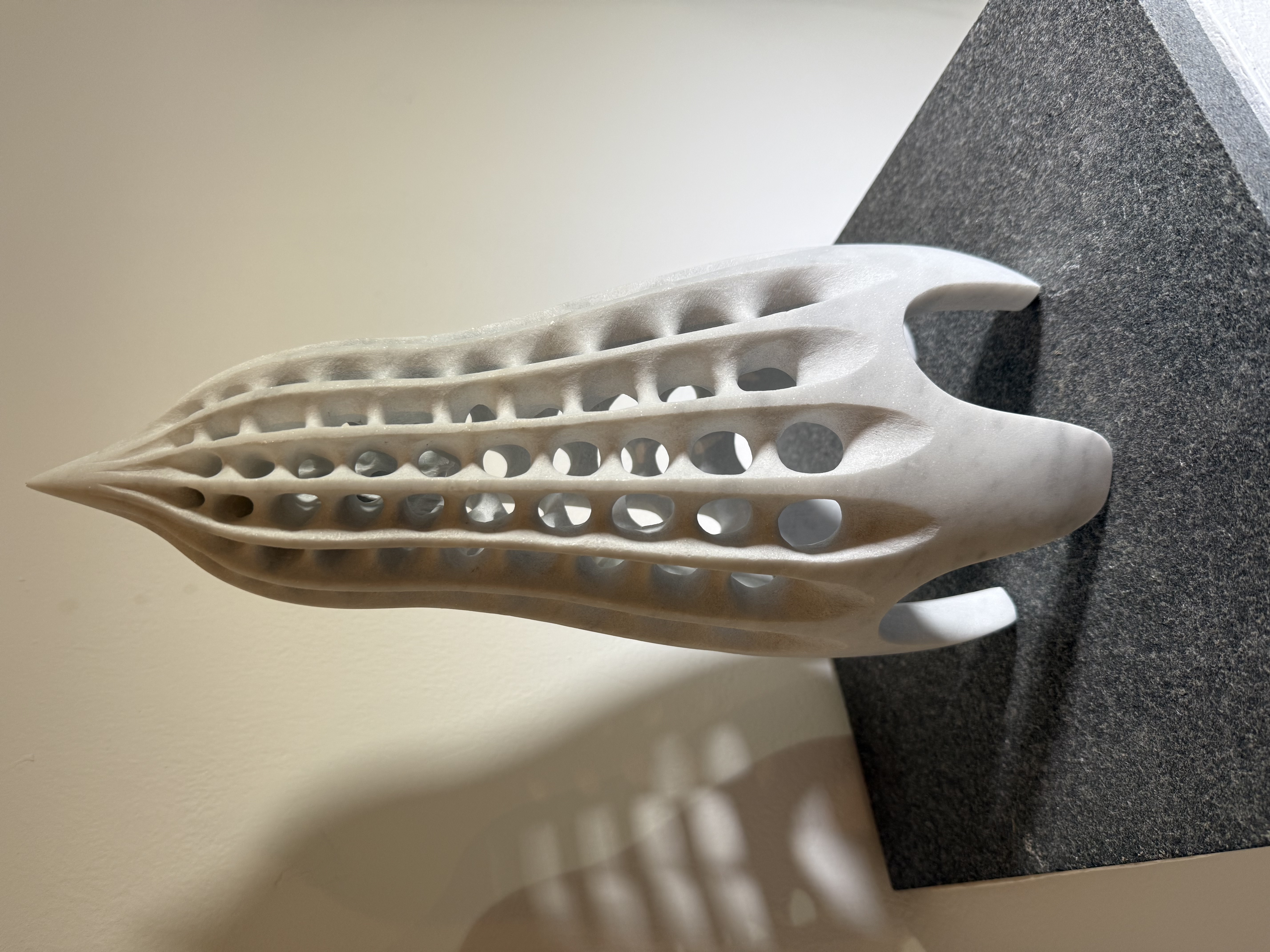 Lamprocyclas Maritalis